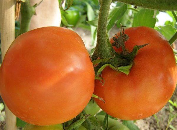  Variétés de Tomates Persimmon