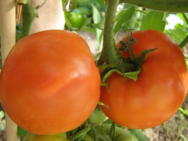  Variétés de Tomates Persimmon