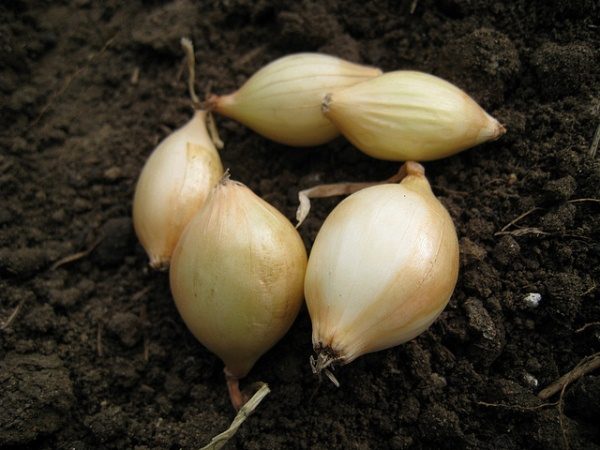  Conjuntos de cebolla Shetana tiene una forma oblonga