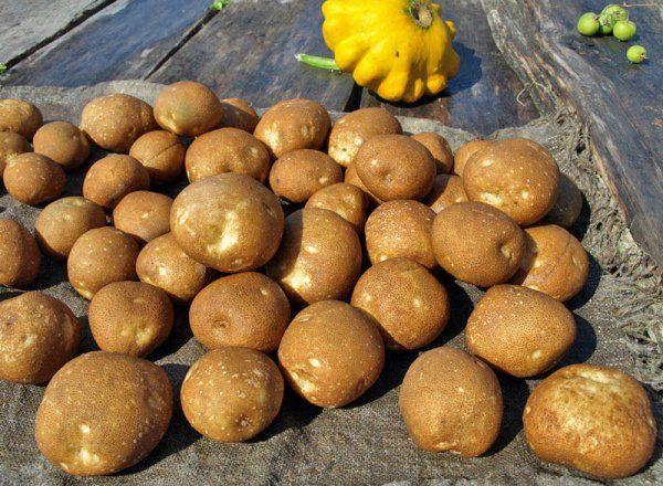  Kiwifärg är en av de bästa sorterna av potatis i fråga om avkastning