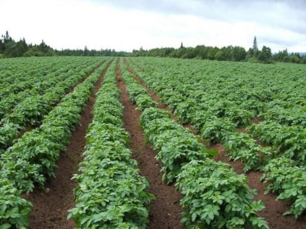  Grüne Kartoffelbüsche Lyubava auf dem Feld