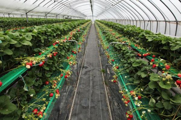  Wachsende Erdbeeren in einem Gewächshaus