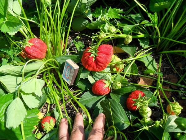  Strawberry Lord wächst schlecht auf feuchtem Sumpfboden