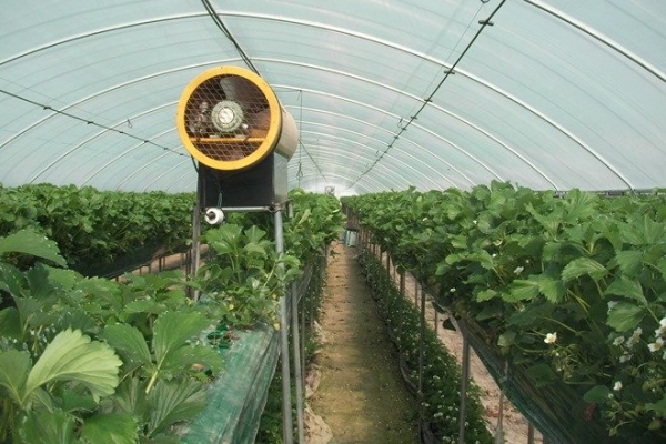  Mit dem Ventilator können Sie Erdbeeren in Innenräumen bestäuben