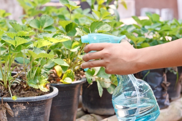  L'humidité devrait être contrôlée, pulvérisée, aérée à effet de serre