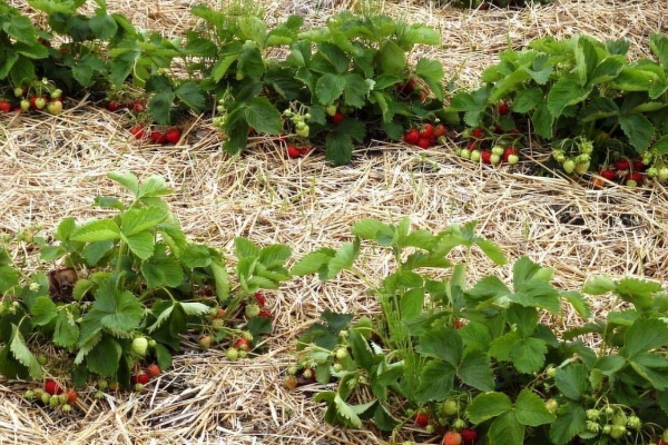  Mulchbetten können mit Hilfe von Kiefernnadeln, Stroh oder gemähtem Gras hergestellt werden