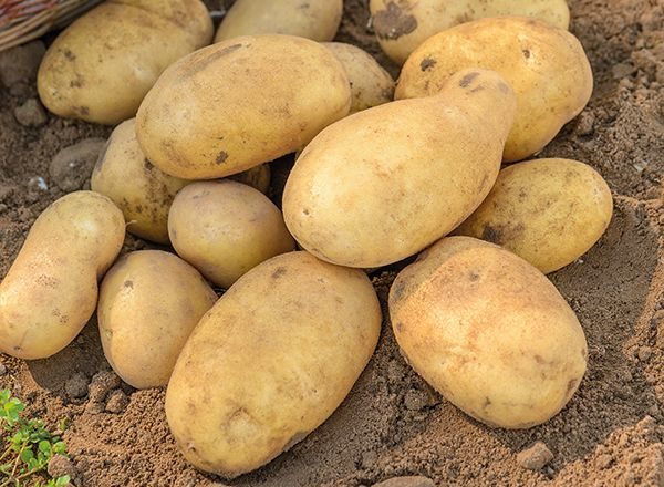  Batatas De Variedade De Geléia