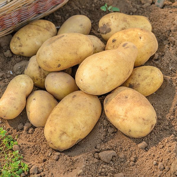  Жълт сорт картофи