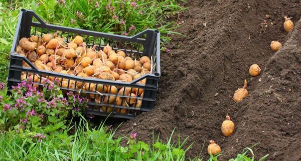  Les légumes racines doivent être plantés les yeux en l'air