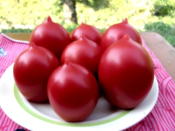  Tomate cultivar De Barao