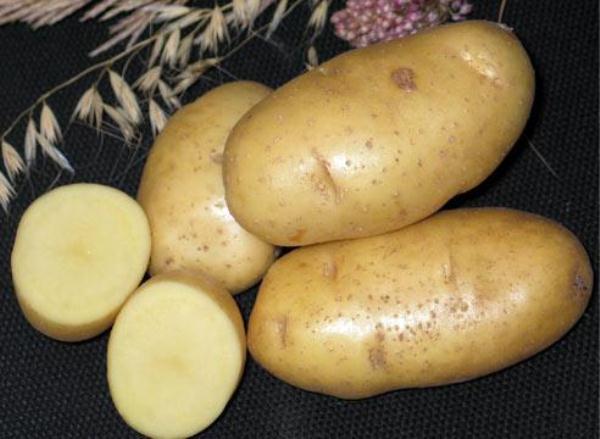  البطاطا إمبالا