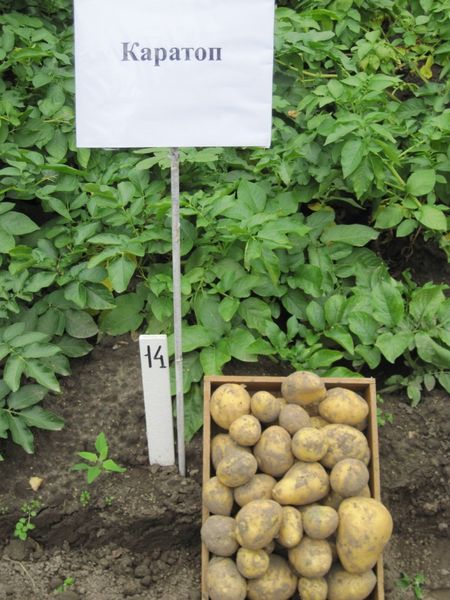  Los tubérculos para plantar deben ser de 60-80 gramos.