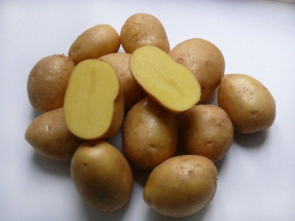  Colombo-Kartoffelknolle im Schnitt