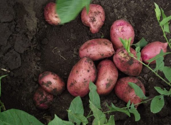  Batatas Lyubava