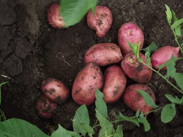  Kartoffeln Lyubava