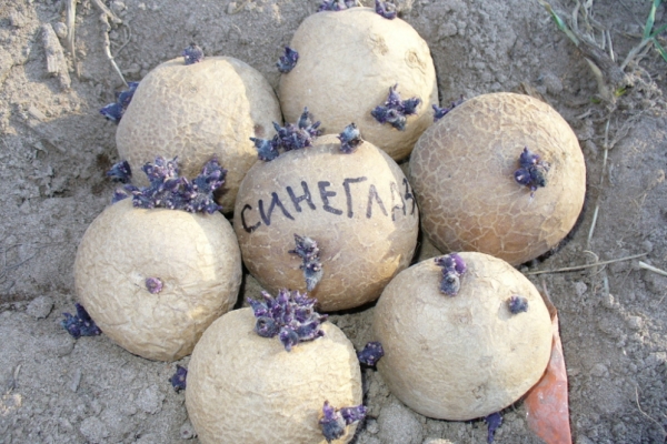  Potato Sineglazka: descrizione della varietà e delle caratteristiche, messa a dimora, cura, conservazione, recensioni