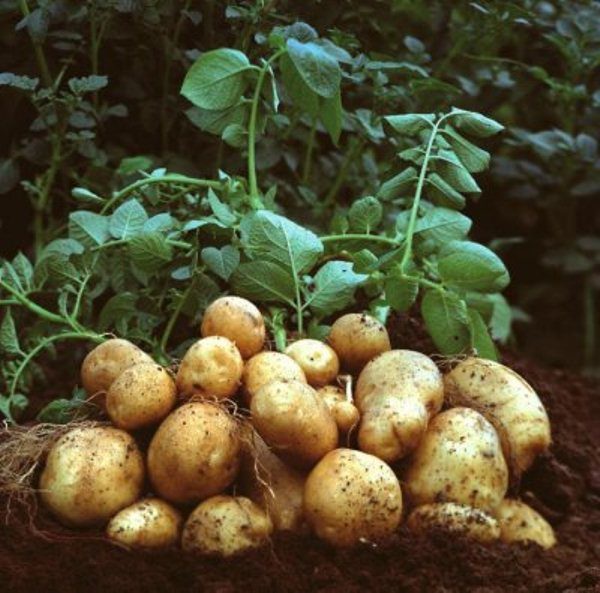  Batatas Tuleyevsky é uma variedade muito frutífera