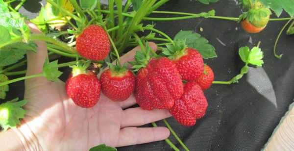  Le rendement en fraises Jolie est très élevé et stable