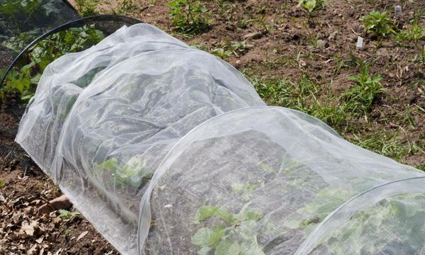  Wenn Nachtfröste einen Schutzraum für Erdbeeren bauen müssen