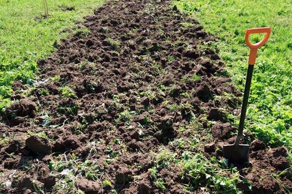  Bei der Frühjahrspflanzung wird der Boden im Herbst vorbereitet