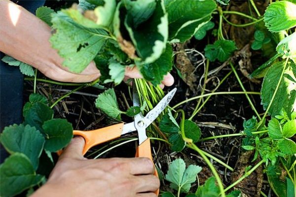  Après la récolte, les vieilles feuilles doivent être enlevées.