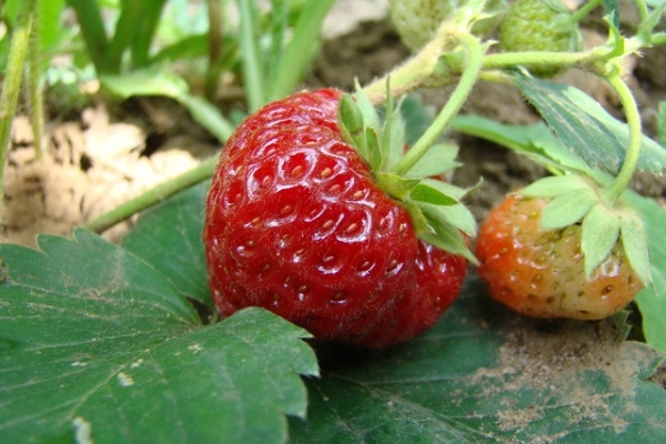  Die Frucht kommt spät, dauert von Oktober bis November, die Erträge sind gut