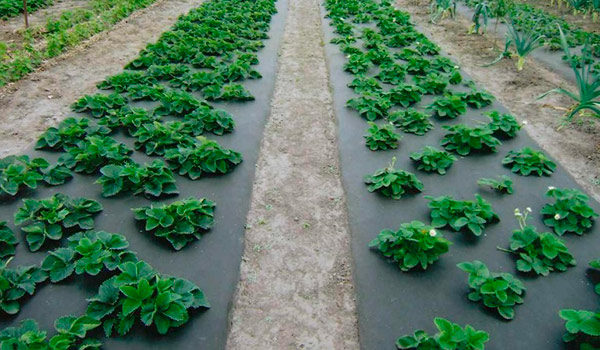  Erdbeeren auf Agrofaser pflanzen