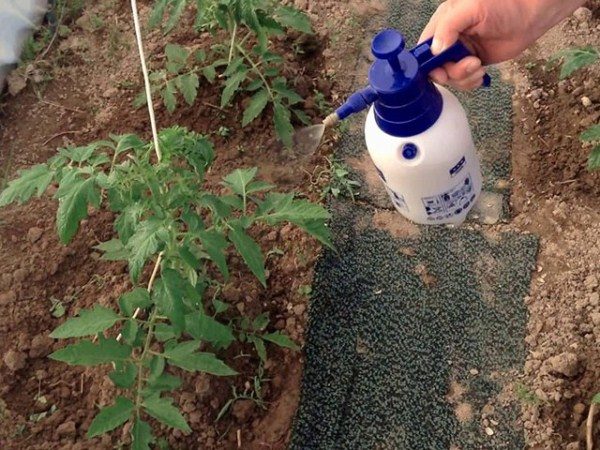  Gödning av tomatbuskar när de odlas i växthus sker i två steg