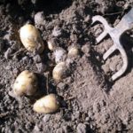  Manuell grävning av potatis görs med en skovel eller en höjdkrav