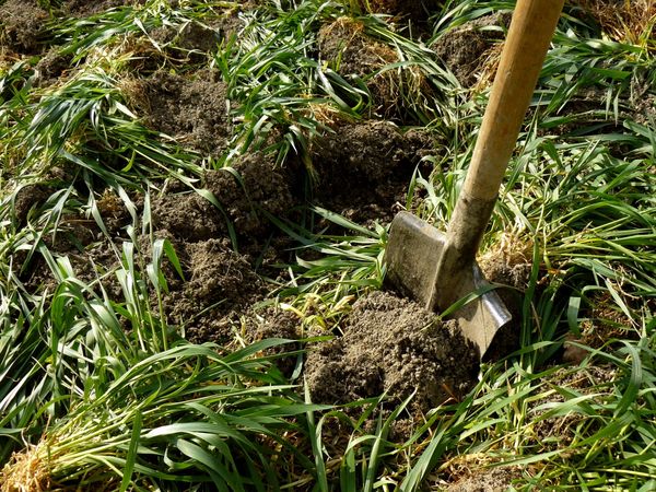  Menanam sideratov kepada kentang membantu memperkayakan tanah dengan unsur-unsur yang berguna