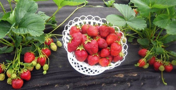  Im Süden des Landes kann Strawberries Crown im Freien angebaut werden, und in weiter nördlich gelegenen Regionen wird die Sorte für den Anbau von Gewächshäusern empfohlen.