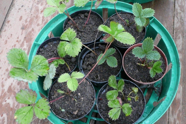  Erdbeeren werden gestaffelt in einem leichten Winkel gepflanzt.