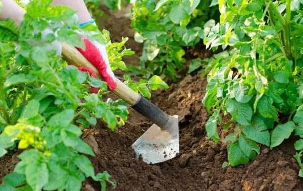  O cozimento de batatas é necessário para aumentar os rendimentos e proteger os tubérculos contra condições climáticas adversas.