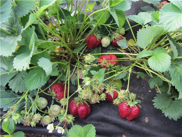  Fraise première niveleuse sur le jardin