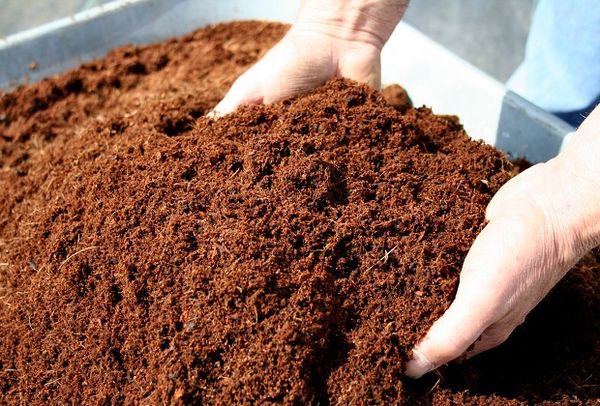  În toamnă, paturile sunt fertilizate cu compost sau humus