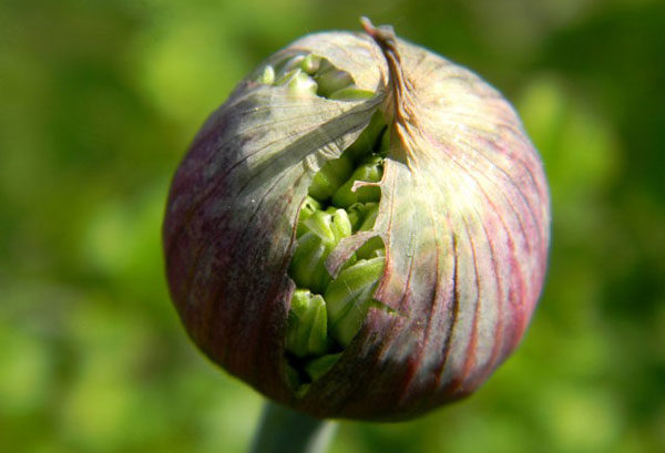  Peduncle of Suvorov's onions with seeds