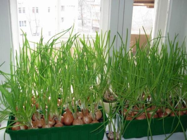  Onion thickets on the windowsill