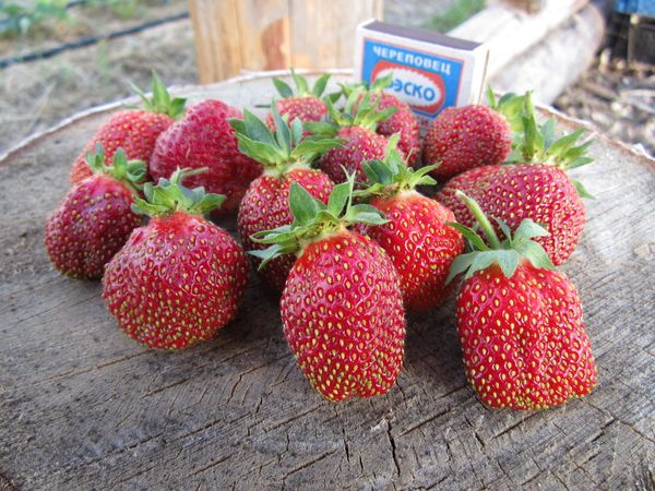  Maryshka aux fraises