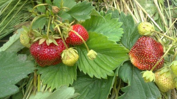  Dans les régions méridionales, on peut obtenir des variétés de fraises fruitières Masha