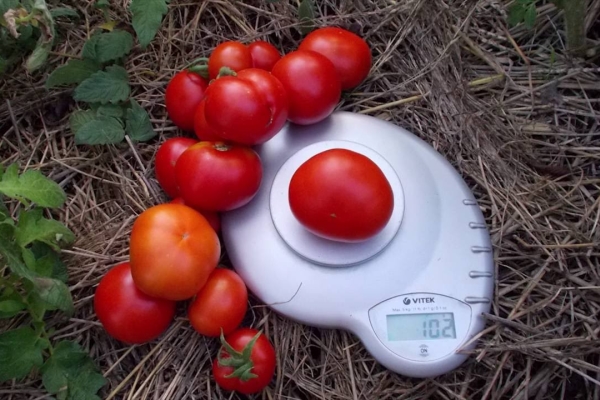  Variété précoce et trop petite, à haut rendement, bien transportée