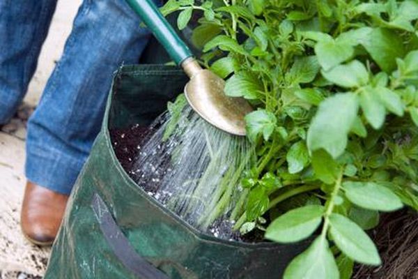  For growing potatoes in bags, plenty of watering is needed
