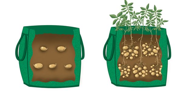  2-4 tubers are planted in each bag