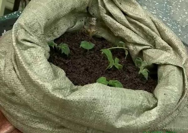  The soil is filled so that only the upper leaves remain on the surface.