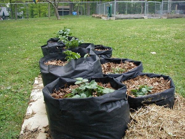  Potatoes in bags takes up little space in the plots