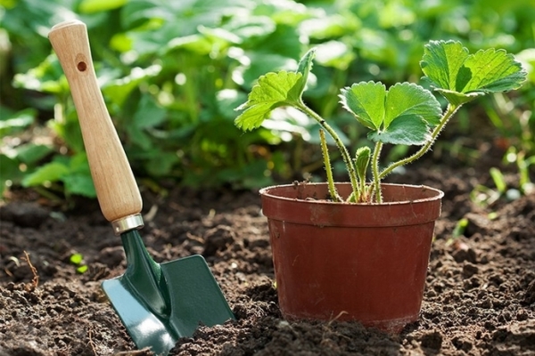  Für die Frühjahrspflanzung sollten Setzlinge Anfang März und für den Herbst - Ende August - gekauft werden