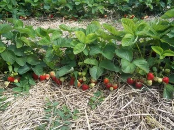  Erdbeeren im Garten