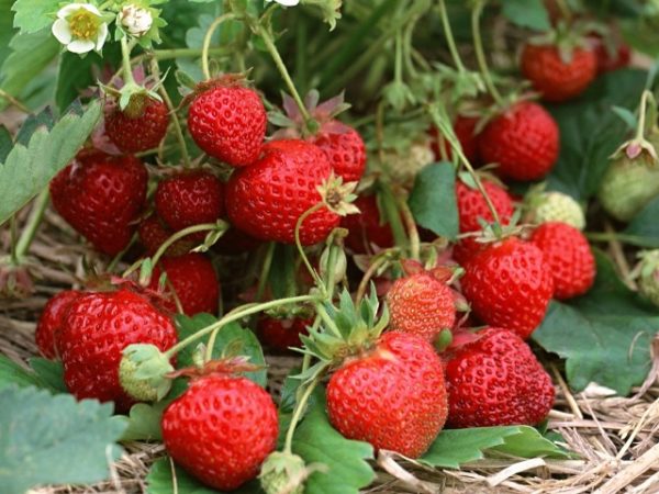  Reife Erdbeeren am Strauch