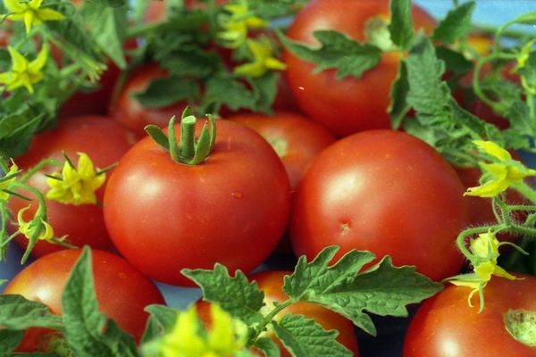  Variétés de tomates Fourrage blanc