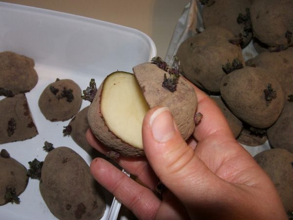  Schneiden Sie die Colombo-Kartoffelknolle zum Anpflanzen