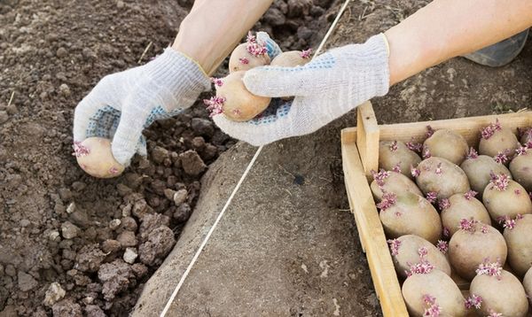  Πότε πρέπει να φυτέψετε πατάτες σύμφωνα με τις εθνικές πινακίδες